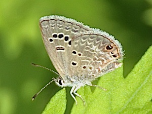 Reakirt's Blue Butterfly